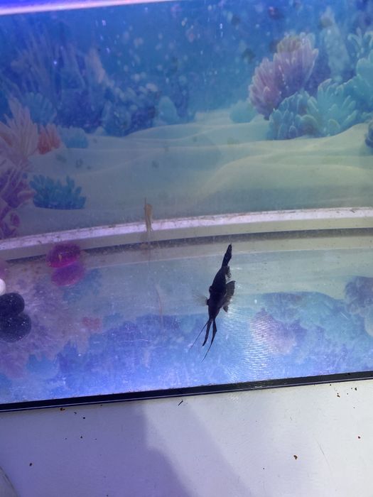 Продам скалярий 2 штуки за 1000