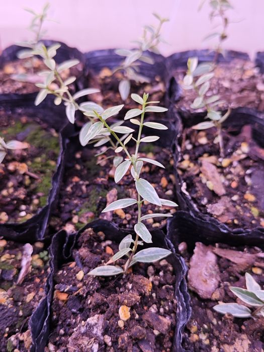 Мирт комнатное растение