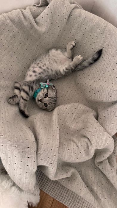 котенок с лотком