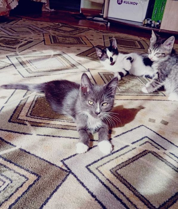 Отдам котят в самые добрые руки