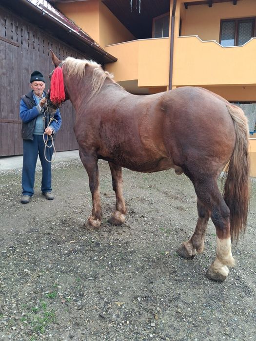 Se vinde cal de lucru