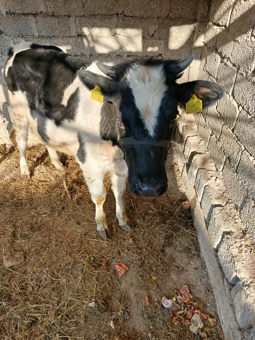 Mol sotiladi g'unajin yosh