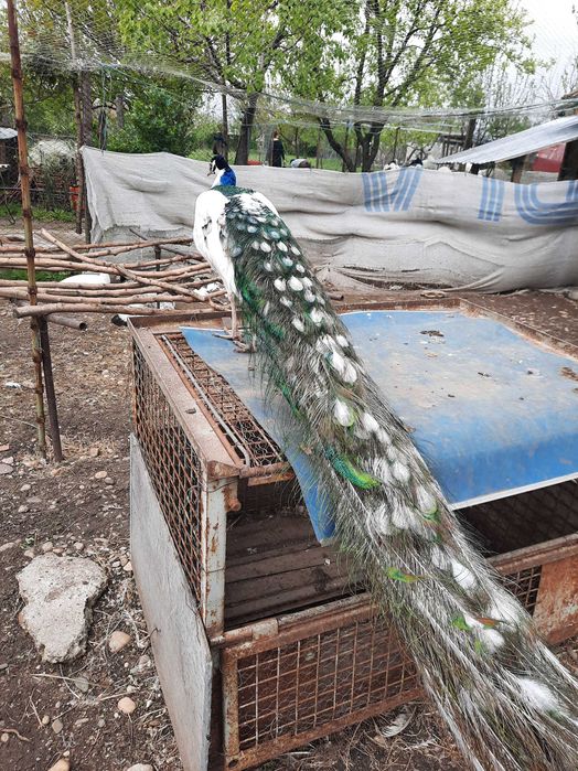 vand pauni maturi si pui