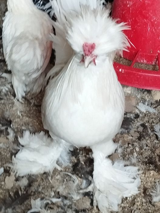 Карейски японкала сотилади. Зоти тоза.