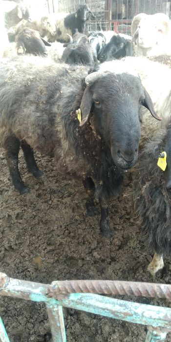 Қошқар сатам екі бас 100000мын 70000 мын келісім бар