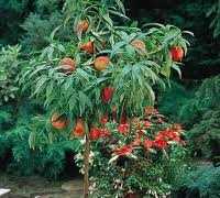 Pomi Fructiferi Pitici