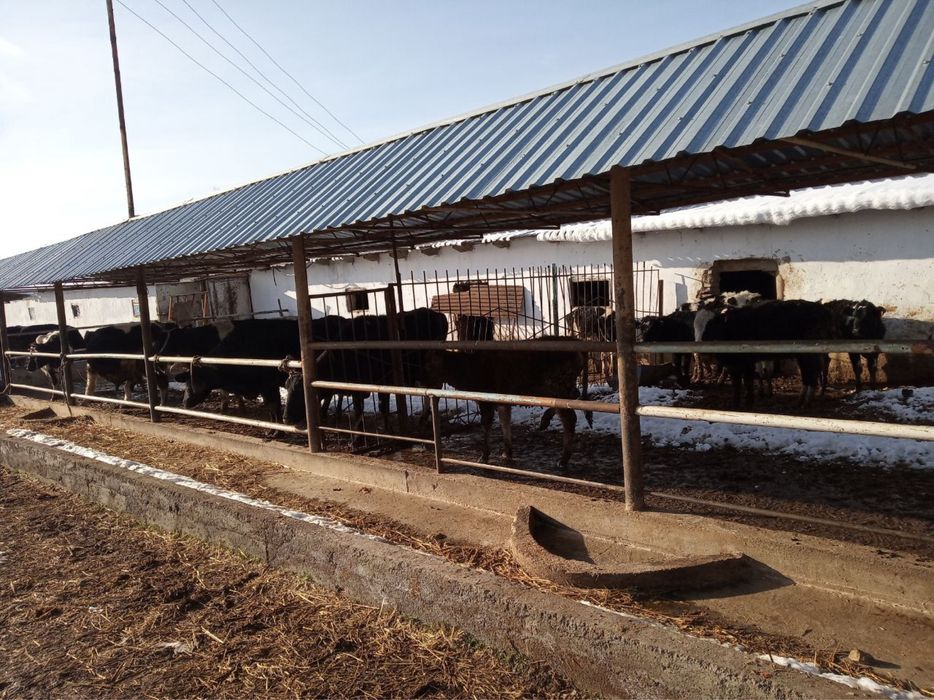 Ферма сотилади Кумушконда