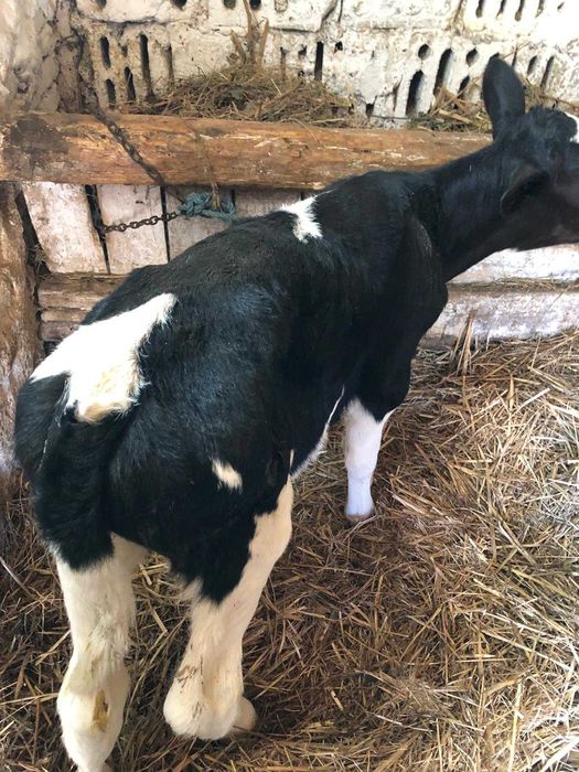 vand tauras negru de 3 saptamani 1250 lei