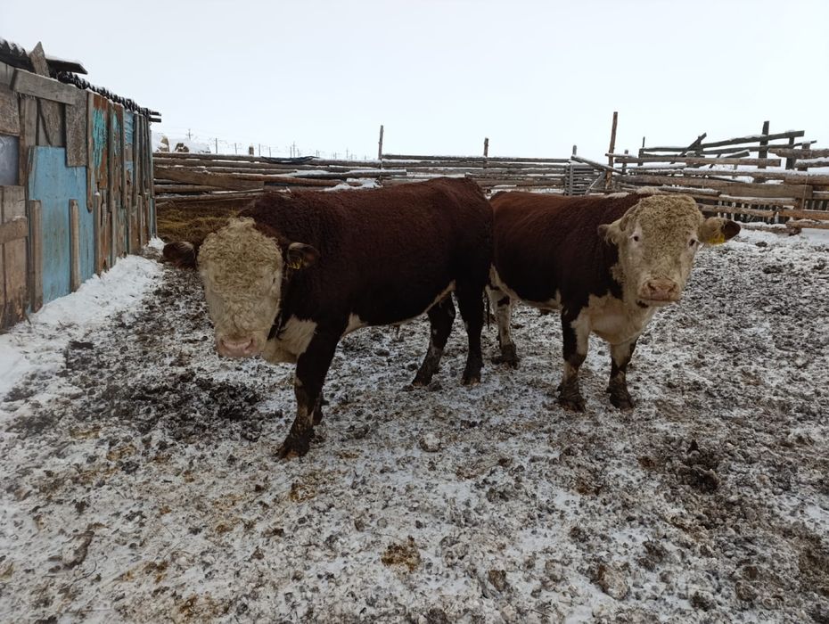 Бык белаголовка 8шт