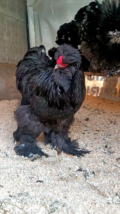 Troyka Brama zotli jujalari sotiladi! 
 1+3 — 3 oylik jujalar
 Sog‘lom