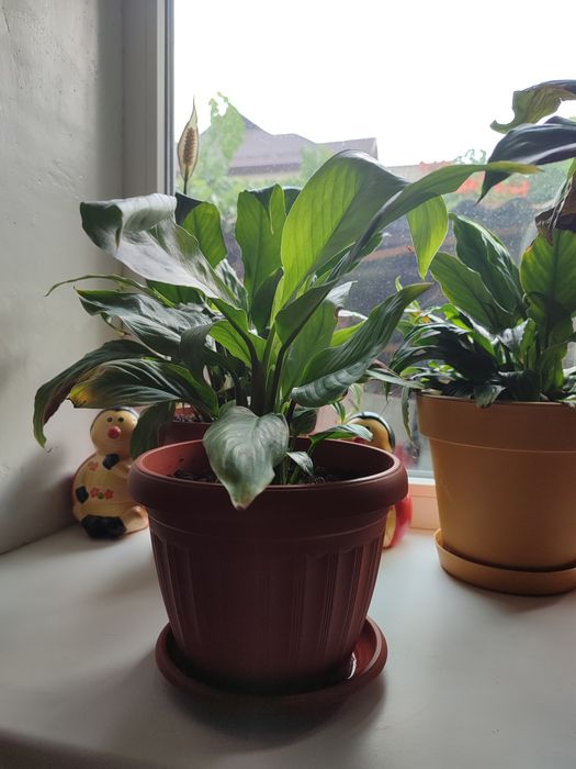 Женское счастье 1500 тг