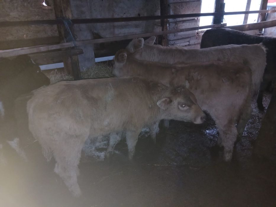 Vand 10 vitei de rasa