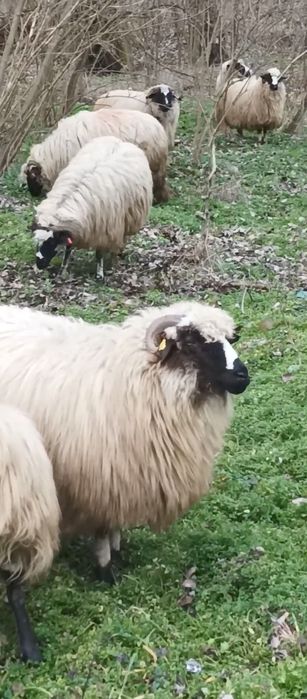 oi breze  de calitate