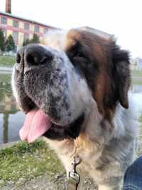 Donez câine Saint Bernard, femela, sterilizata, 6 ani