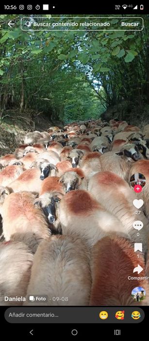 Vand 100 de oi breze