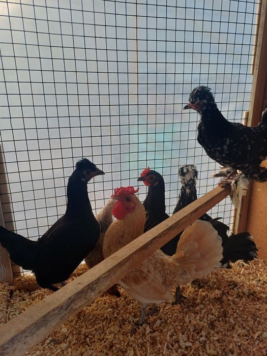 Япон Товуклари сотилади