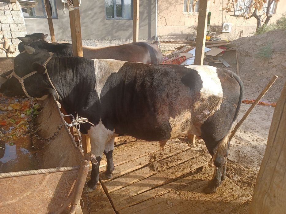 Qora Mol sotiladi