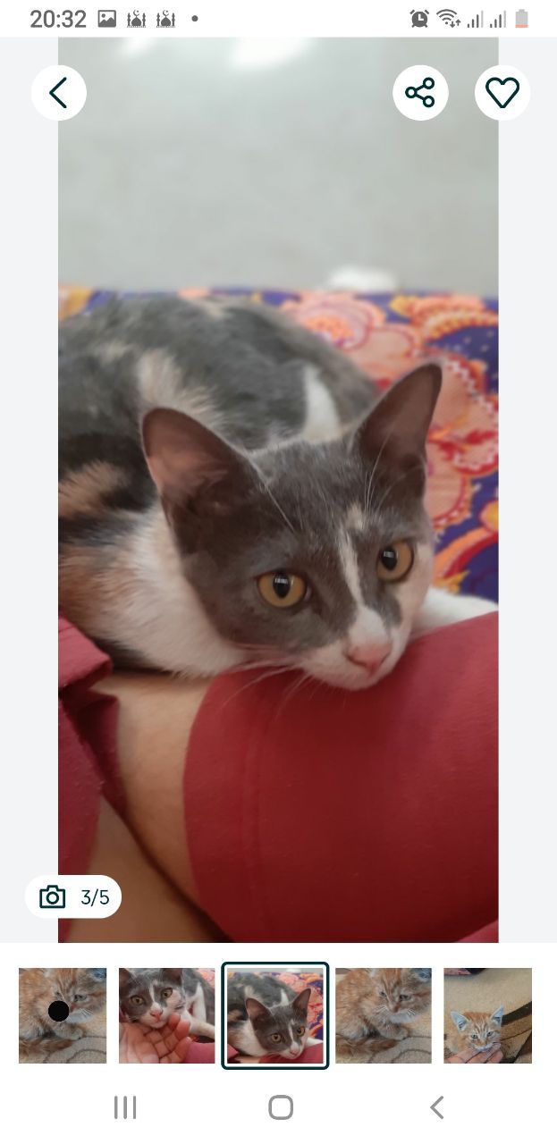 Котята бесплатно