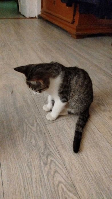 Отдам котёнка, мальчика, в добрые руки