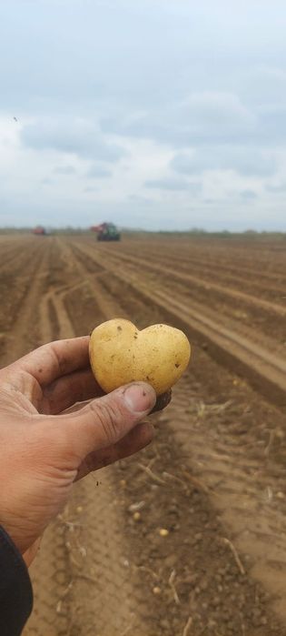 Продам морковь и картофель оптом