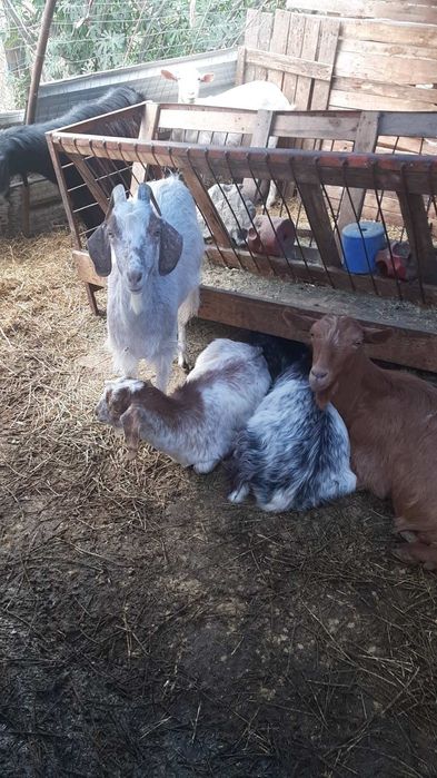 Продавам кози ярета