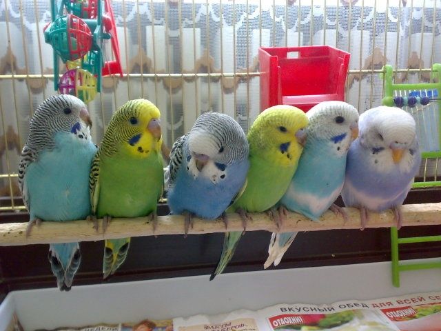 Продаю попугаев волнистые