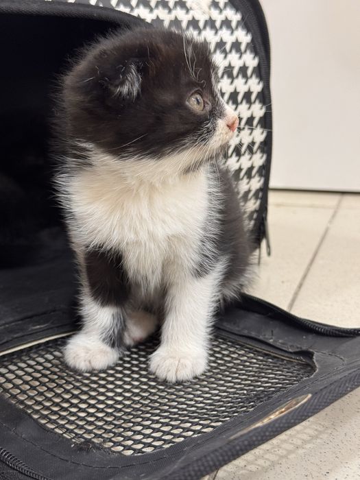 Котенки бесплатно мать шотландская вислоуха.