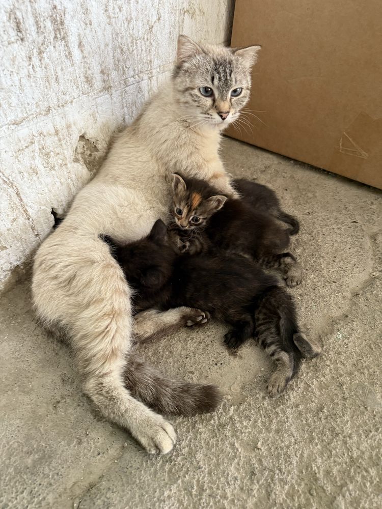 Котята ищут дом