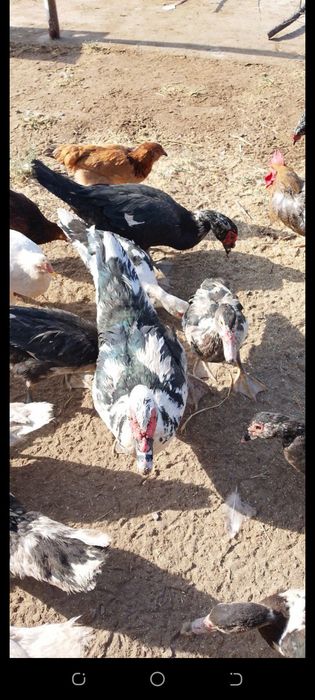 Индушкалар сотилади