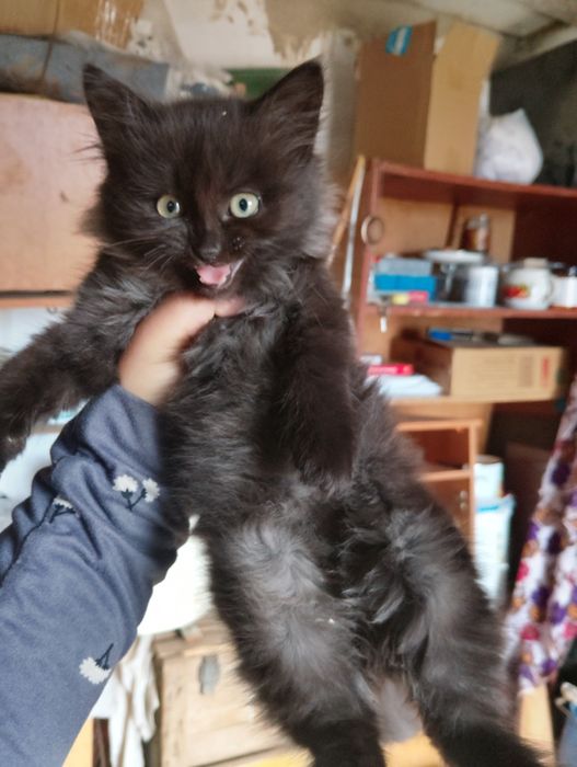 Отдам котенка девочку,вместе с лотком и наполнителем