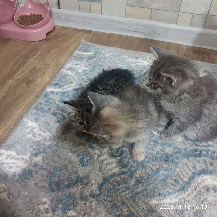 Пристраиваются котята в добрые  руки