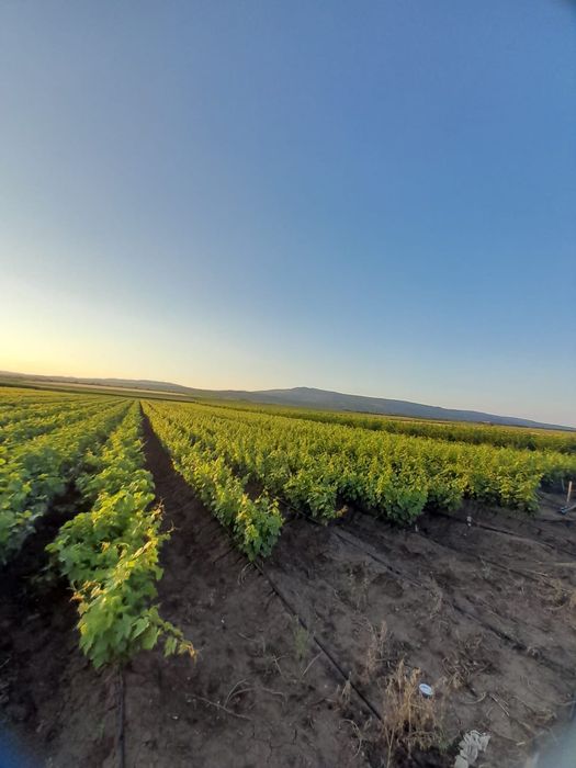 Butași vita de vie altoita anul 2 și anul 3