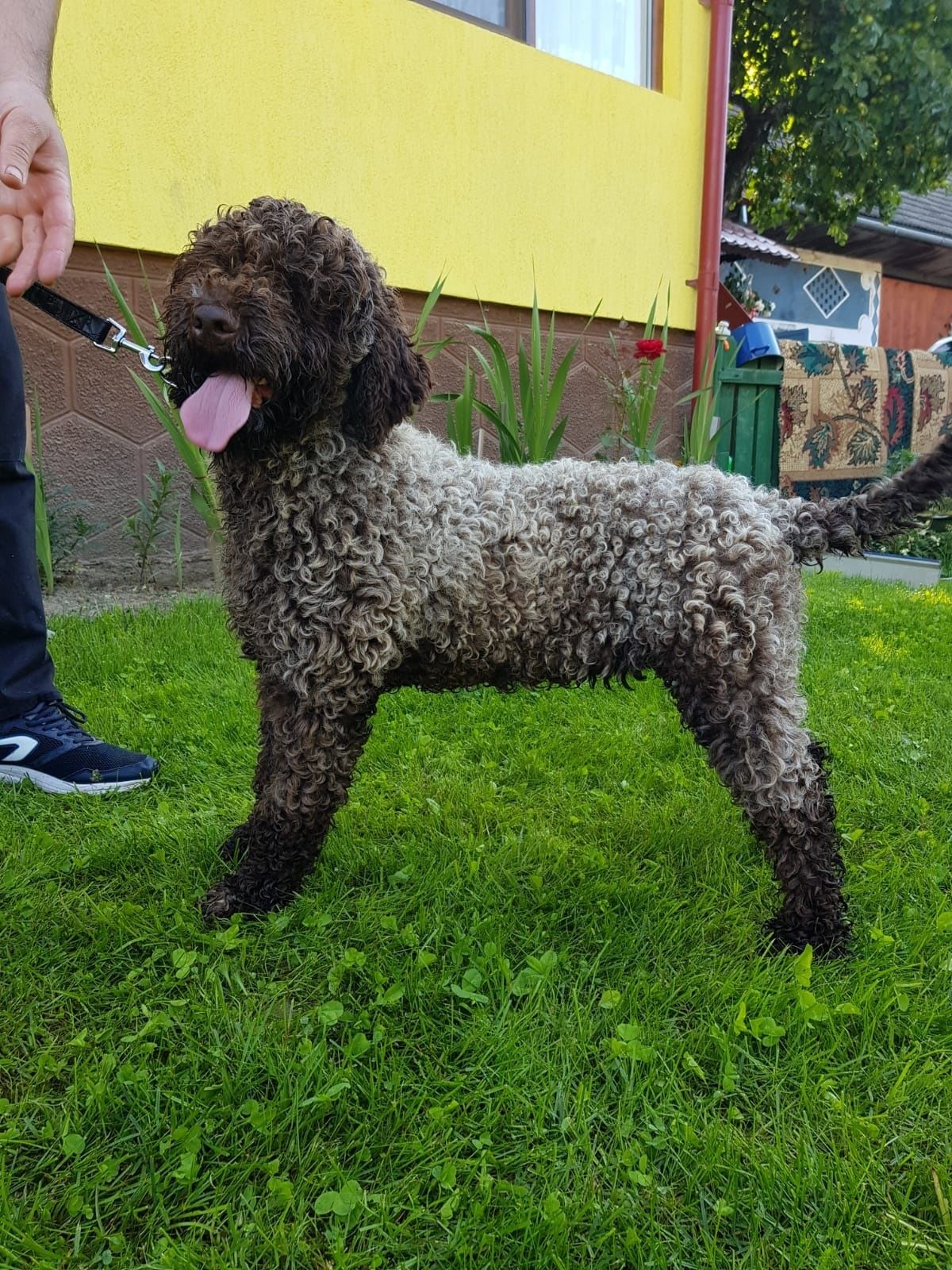 Vand catea Lagotto Romagnolo pentru trufe