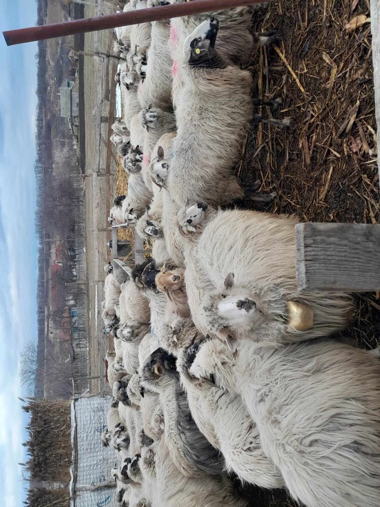 Vand oi Țurcane de la 1 la 4 miei