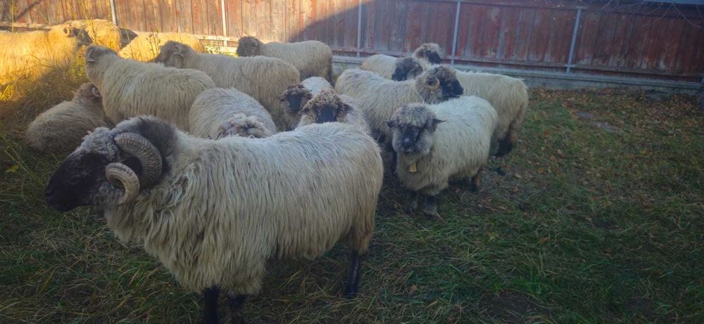 Oi de vanzare -Neamt