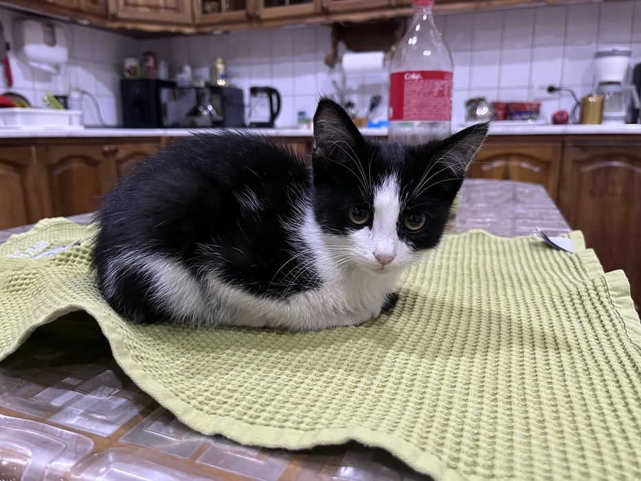 Котенок ищет дом и семью