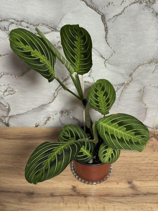 Комнатные растения, домашние цветы