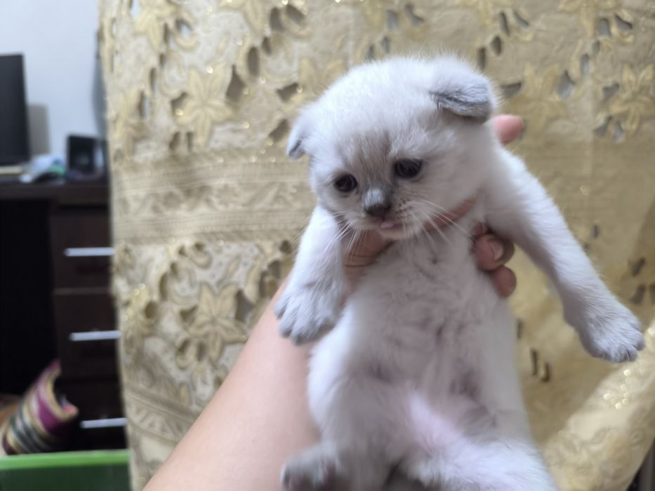 Зотдор скоттиш фолд мушук сотилади.