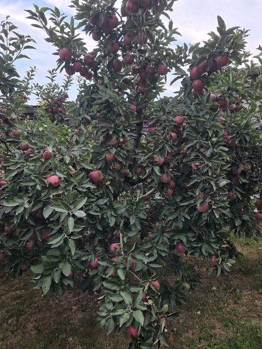 De vânzare 5 lei kg Bio.