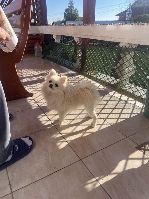 Femela pomeranian mini cu pedigree FCI