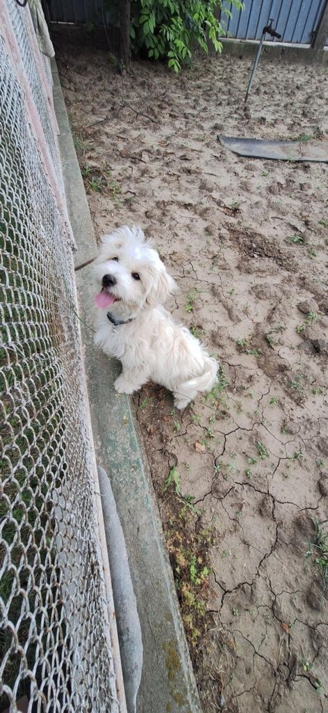 Oferta Bichon Maltez Mini Toy, baietel, la un pret modest