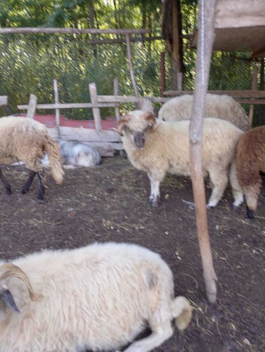 Vand oii mie si 2 berbeci de 2 ani