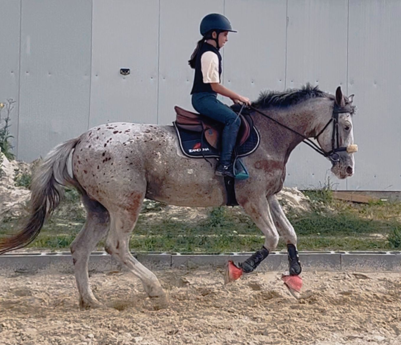Vand Iapa Appaloosa - Ideala pentru echitatie / sarituri mici