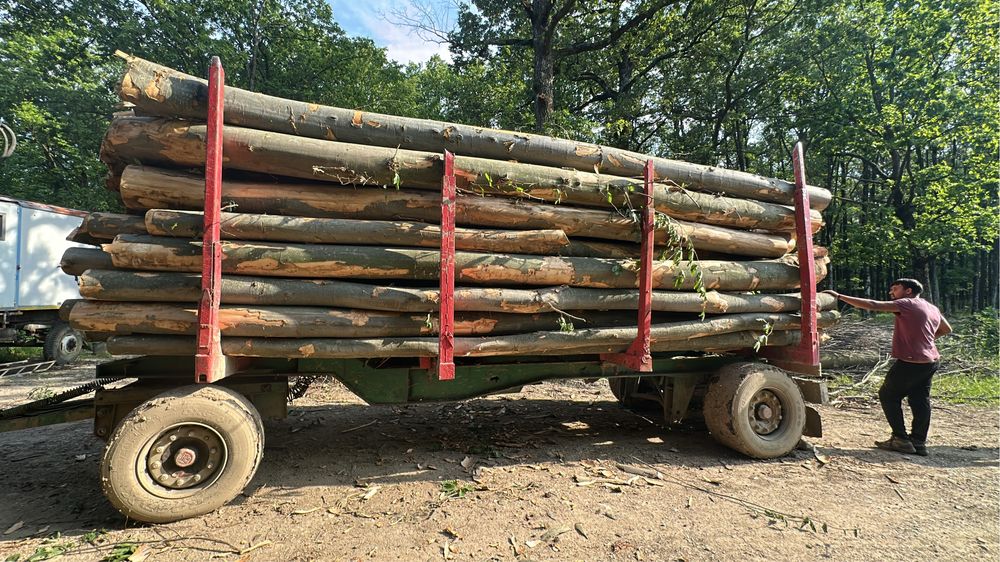 Lemn de foc FAG carpen STEJAR