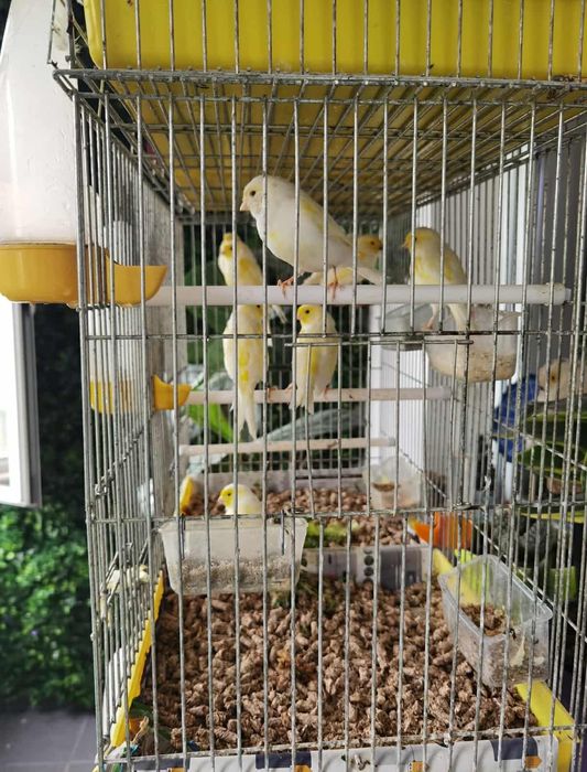 Канарчета жьлти мозайки