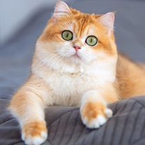 Золотая шиншилла взрослая кошка