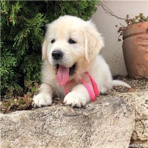 Golden retriever cu Pedigree tip A