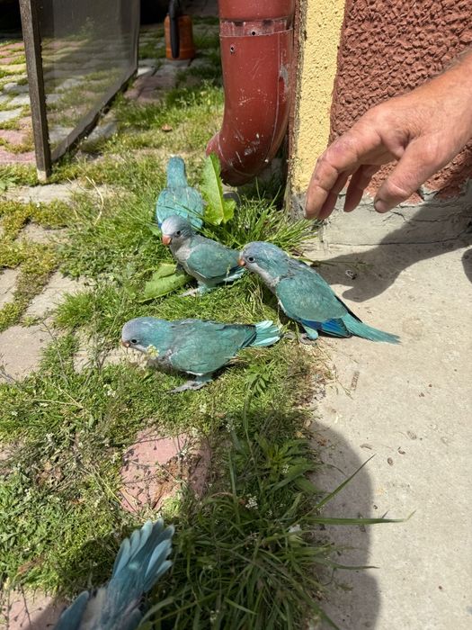 Schimb ,vind papagali călugări