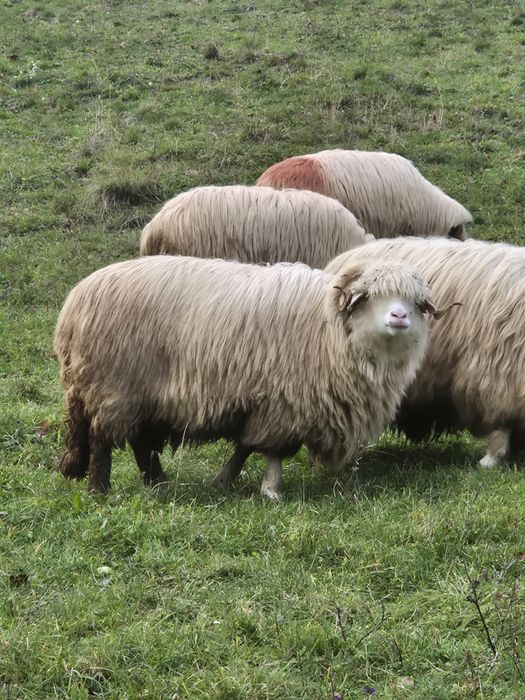 Oi 10 miori si stramiori