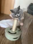 British Shorthair Blue Tortie